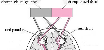 Champ visuel monoculaire et binoculaire