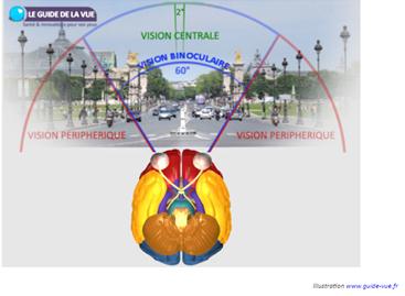 explication du champ visuel