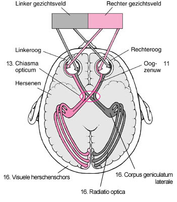 nervus opticus