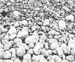 image expliquant la perception monoculaire