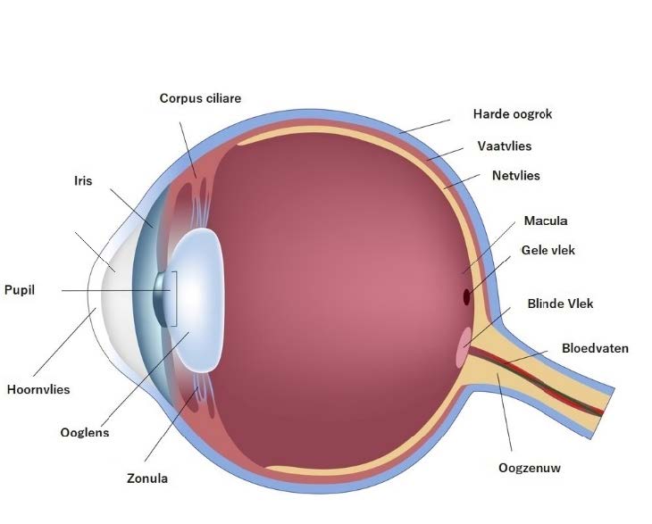 Anatomie van het oog