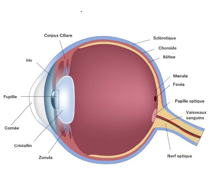 Anatomie de l'oeil
