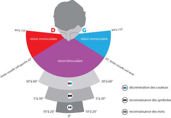 Champ visuel chez l'être humain