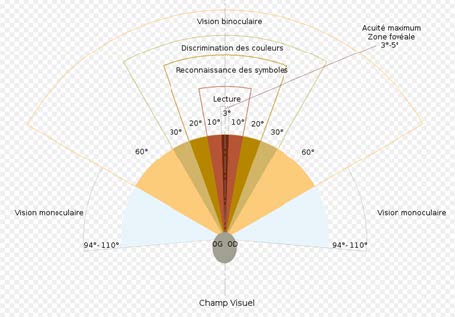 Champ visuel central ou périphérique